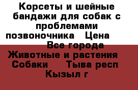 Корсеты и шейные бандажи для собак с проблемами позвоночника › Цена ­ 2 500 - Все города Животные и растения » Собаки   . Тыва респ.,Кызыл г.